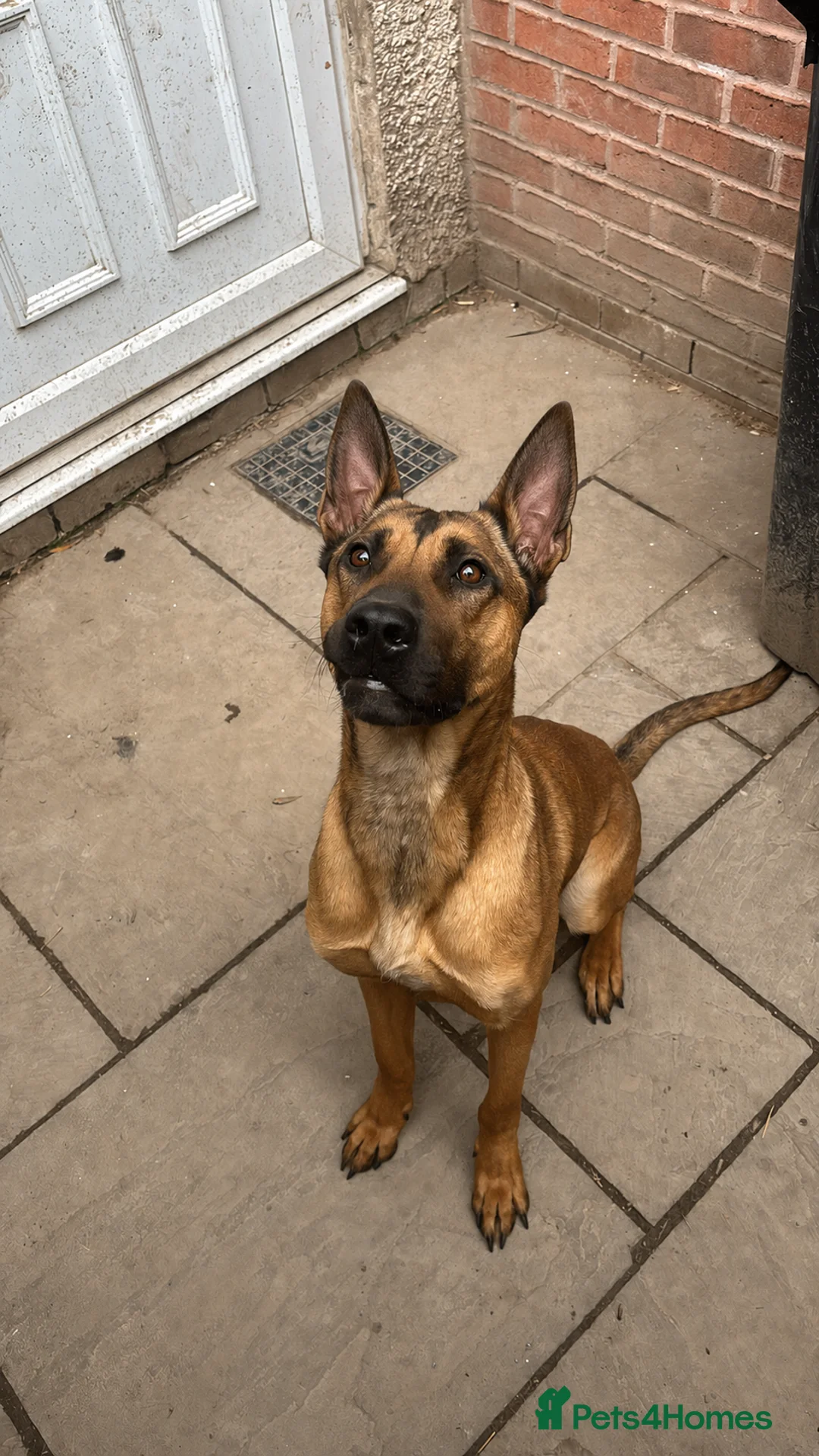 Belgian Shepherd Dog dogs for sale: Zilo is a beautiful example of her breed - Advert 4