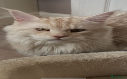 Maine Coon cats for stud: 🏆🏆INTERNATIONAL CHAMPION LINE TICA STUD🏆🏆 - Image 7