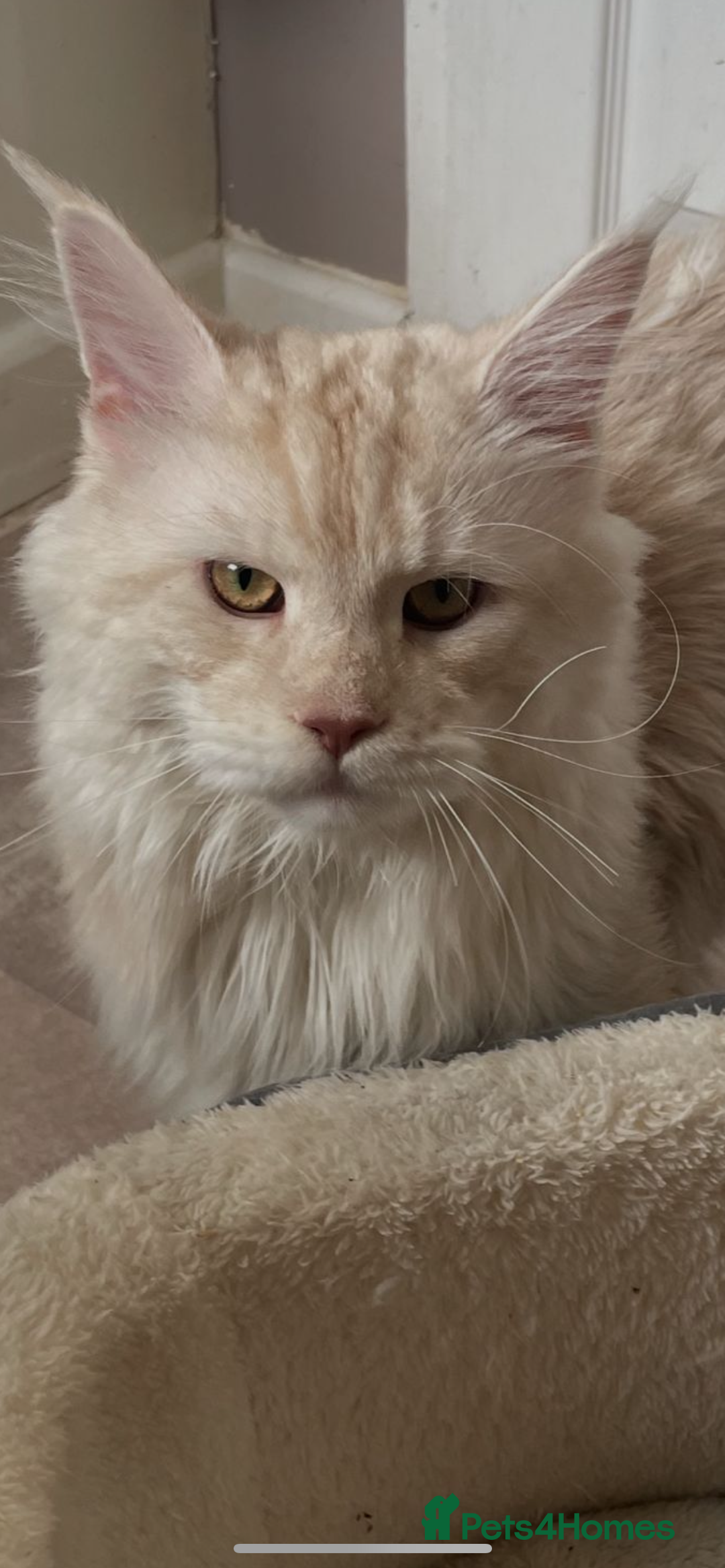 Maine Coon cats for stud: 🏆🏆INTERNATIONAL CHAMPION LINE TICA STUD🏆🏆 - Image 7