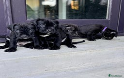 Cane Corso dogs for sale: 🐾 Cane Corso Puppies for Sale  - Image 1