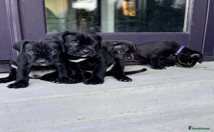 Cane Corso dogs - Advert 13