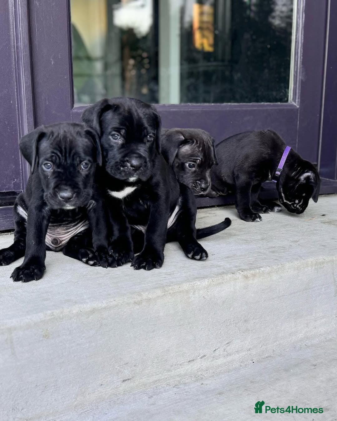 Cane Corso dogs for sale: 🐾 Cane Corso Puppies for Sale  - Image 1