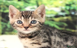 Bengal cats for sale: CUTE SNOW & BROWN BENGAL KITTENS (TICA REG) - Image 6