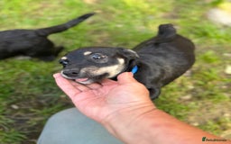 Mixed Breed dogs for adoption: OBI - a Lovely little puppy boy for a Loving Home - Image 10
