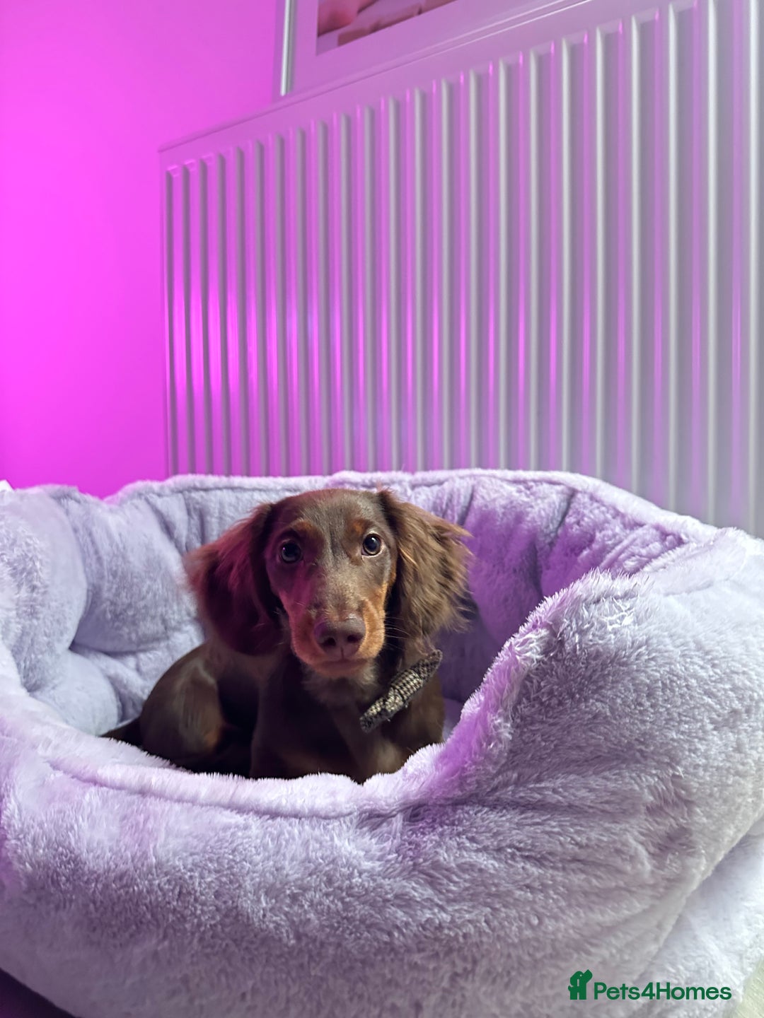 Miniature Dachshund dogs for sale: Loving Dachshund Looking for His Forever Home 🐾 - Image 3
