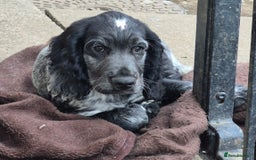 Cocker Spaniel dogs for sale: Blue roan cocker spaniel  - Image 1