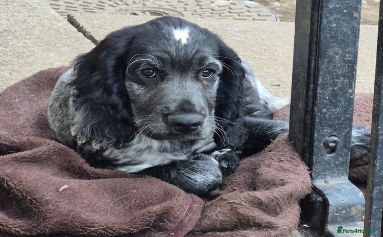 Cocker Spaniel dogs - Advert 1