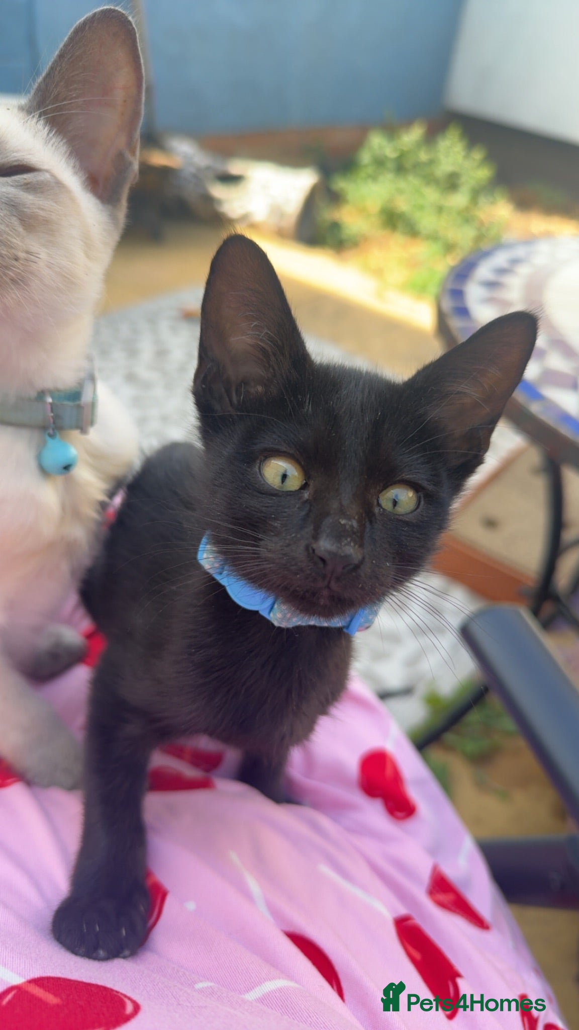 Mixed Breed cats Bengal x siamese (bengalese) - Advert 2