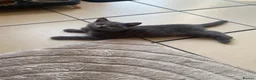 British Shorthair cats for sale: ⭐️ Stunning British Shorthair Kittens ⭐️ - Advert 2