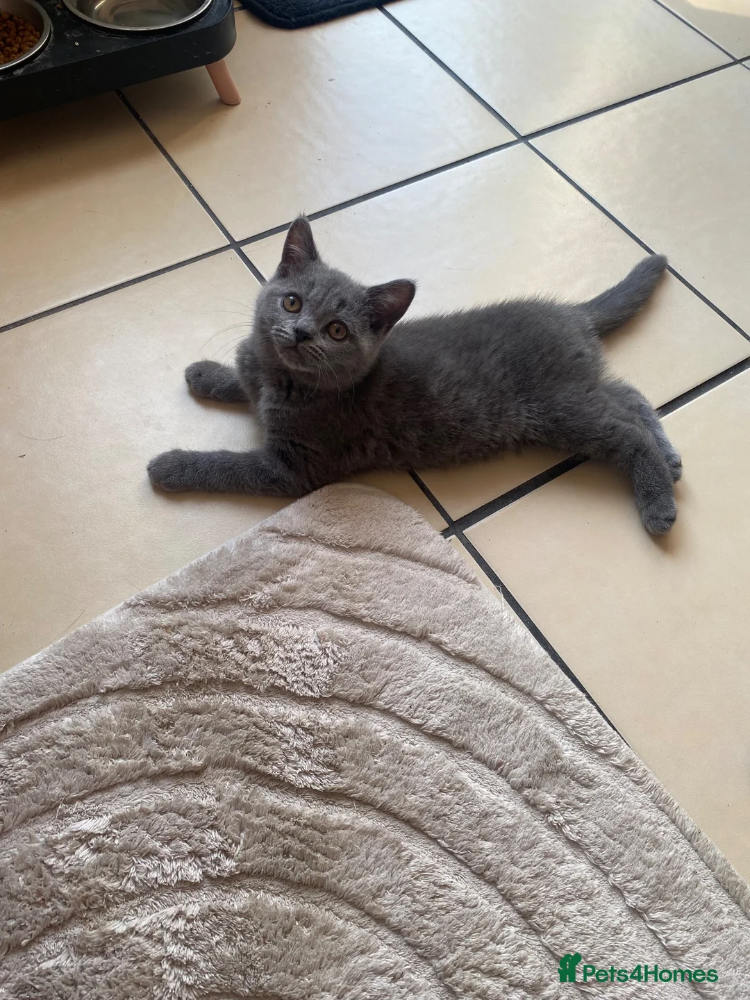British Shorthair cats for sale: ⭐️ Stunning British Shorthair Kittens ⭐️ - Advert 2