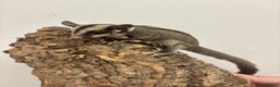 Sugar Glider rodents for sale: Baby sugar gliders - Advert 4