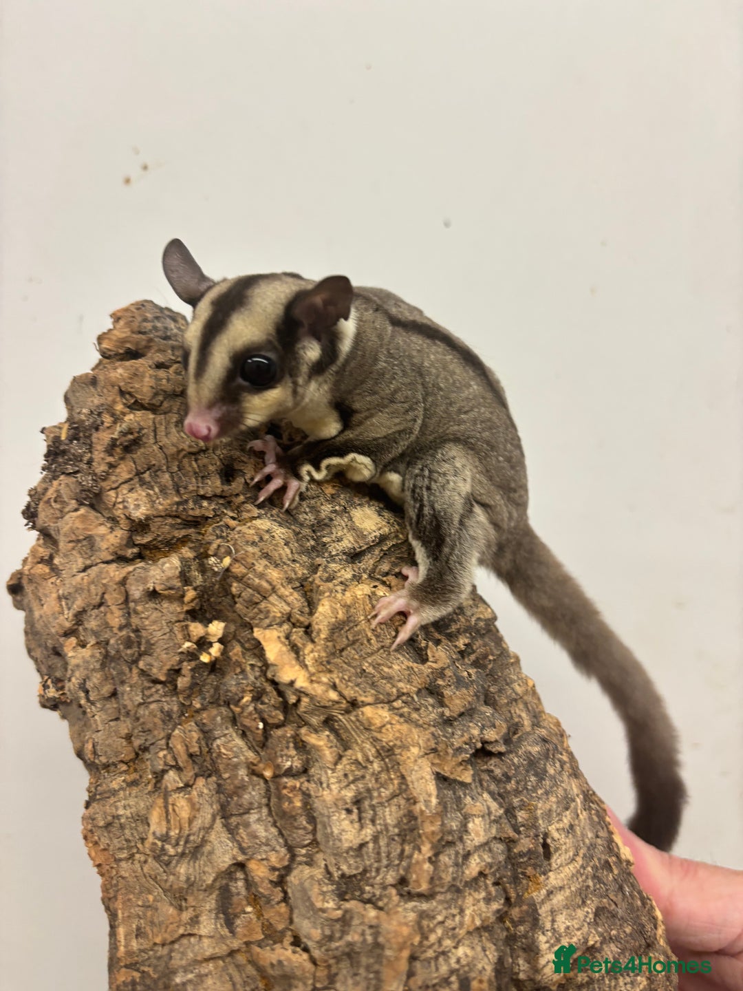 Sugar Glider rodents for sale: Baby sugar gliders - Advert 4