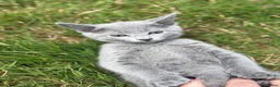 Russian Blue cats for sale: Purebred Russian Blue kittens! - Advert 8
