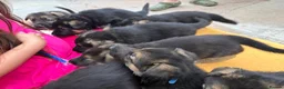 German Shepherd dogs for sale: Top Quality GSD (Alsatian) Pups For Sale - Advert 13