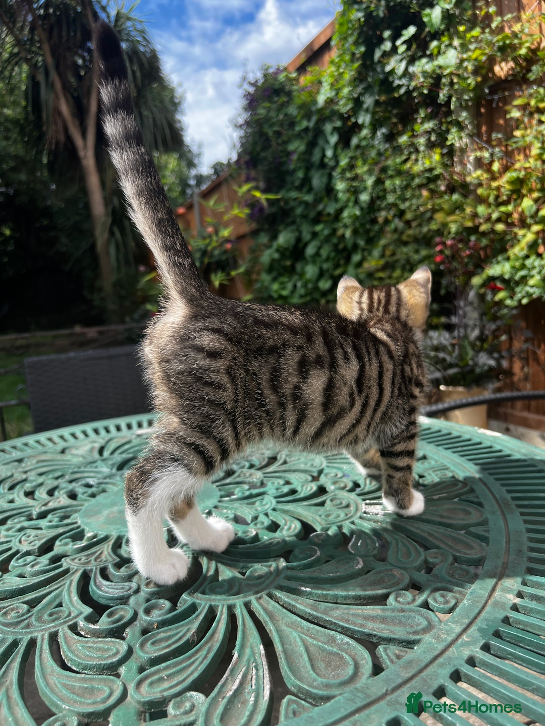 Turkish Angora cats for sale: ⭐️ Beautiful Turkish Angora X Bengal kittens ⭐️ - Image 20
