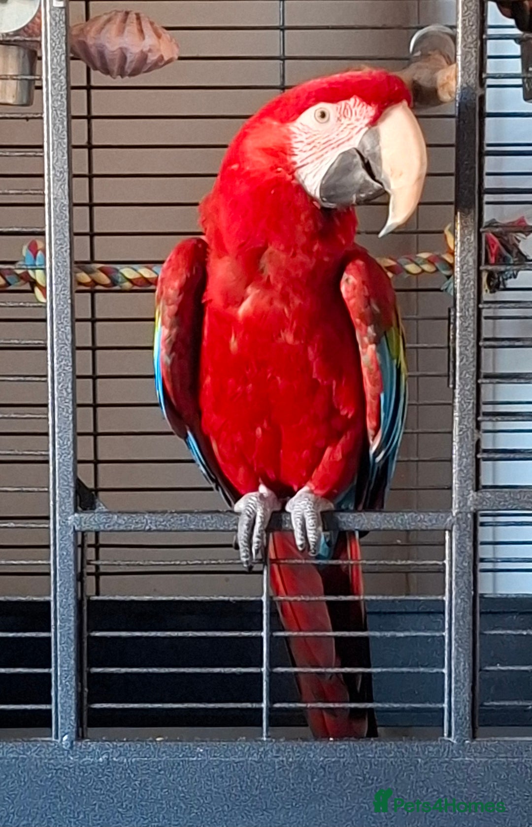 Macaws birds for sale: Greenwing Macaw 3year old female - Image 5