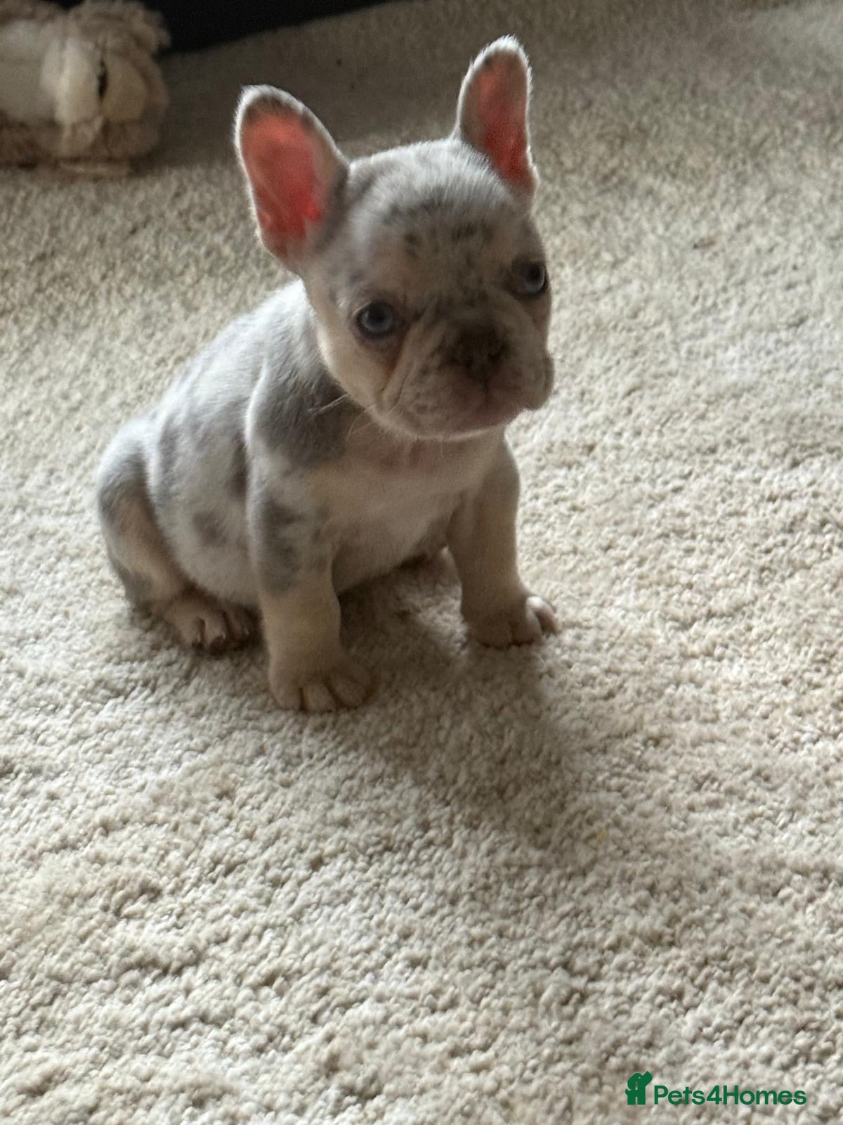 French Bulldog dogs Fluffy Carrier Girl - Advert 15