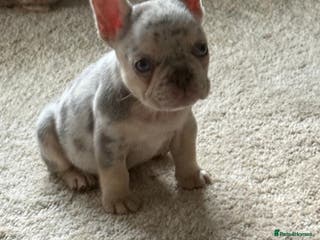 French Bulldog dogs Fluffy Carrier Girl - Advert 15