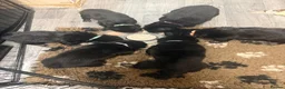 German Shepherd dogs for sale: German shepherd pups  in Redditch - Advert 11