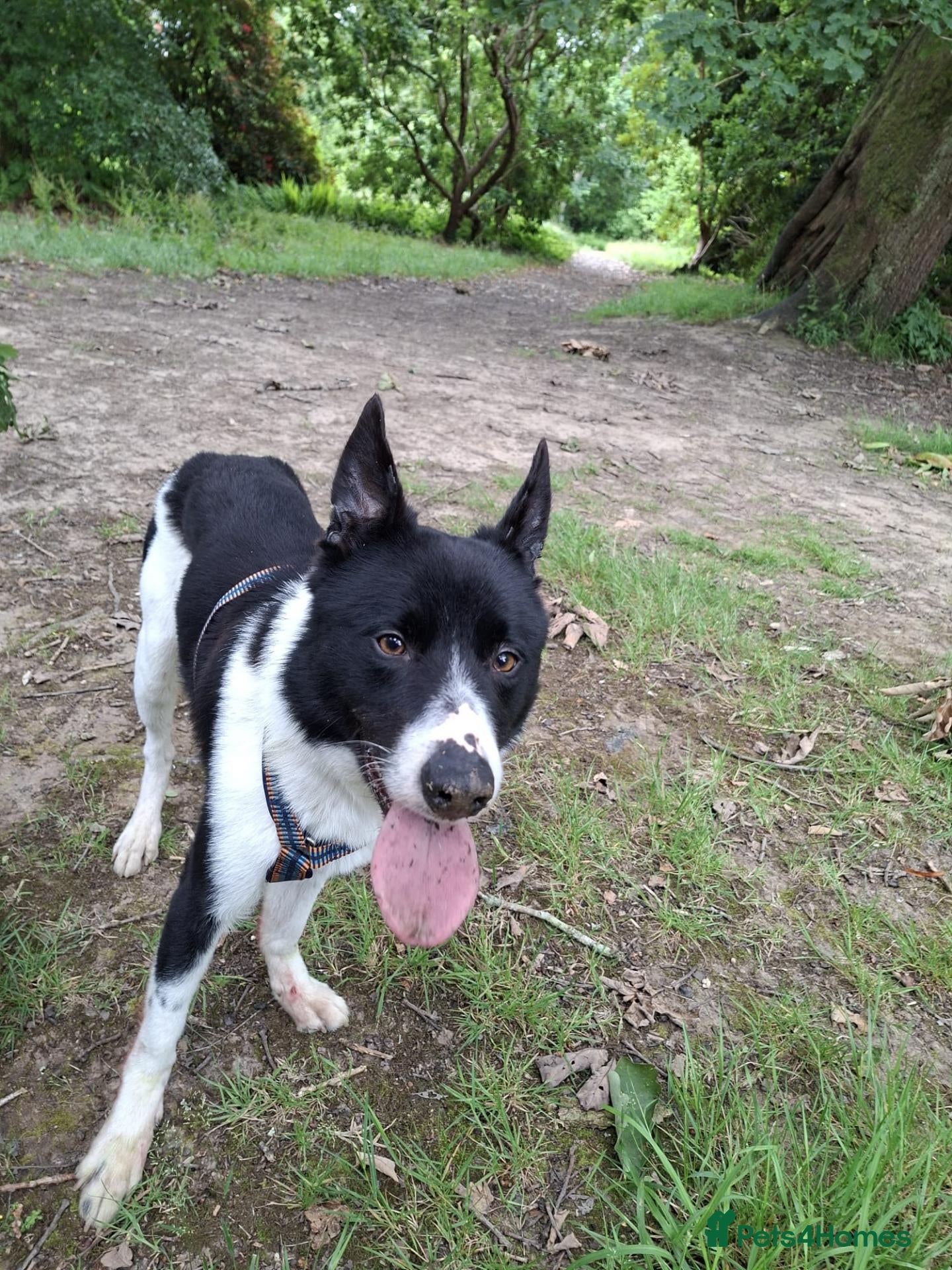 Border Collie dogs Kaptain Kipper – Loving 4-Year-Old Border Collie - Advert 1