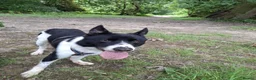 Border Collie dogs for sale: Kaptain Kipper – Loving 4-Year-Old Border Collie - Advert 9