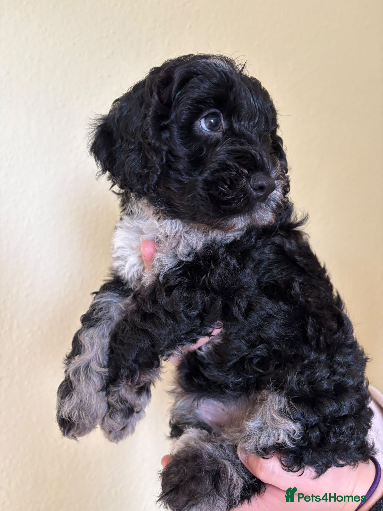 Cockapoo dogs Cockapoo puppies - Advert 1