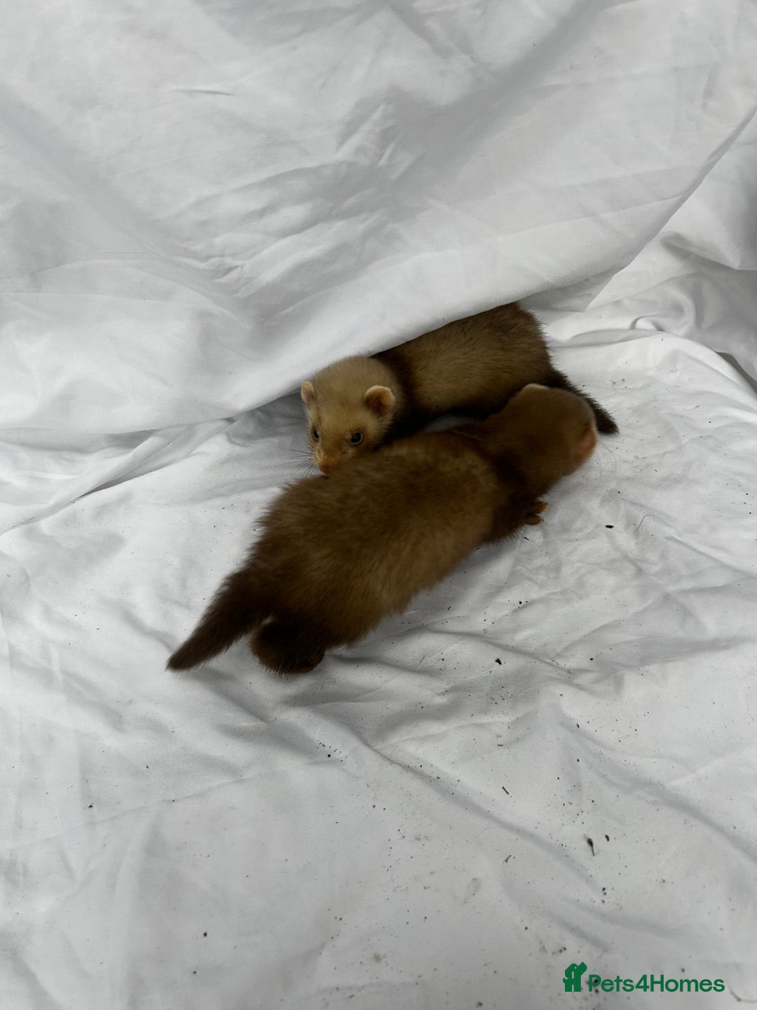 Ferret rodents for sale: Baby Ferrets - Image 20