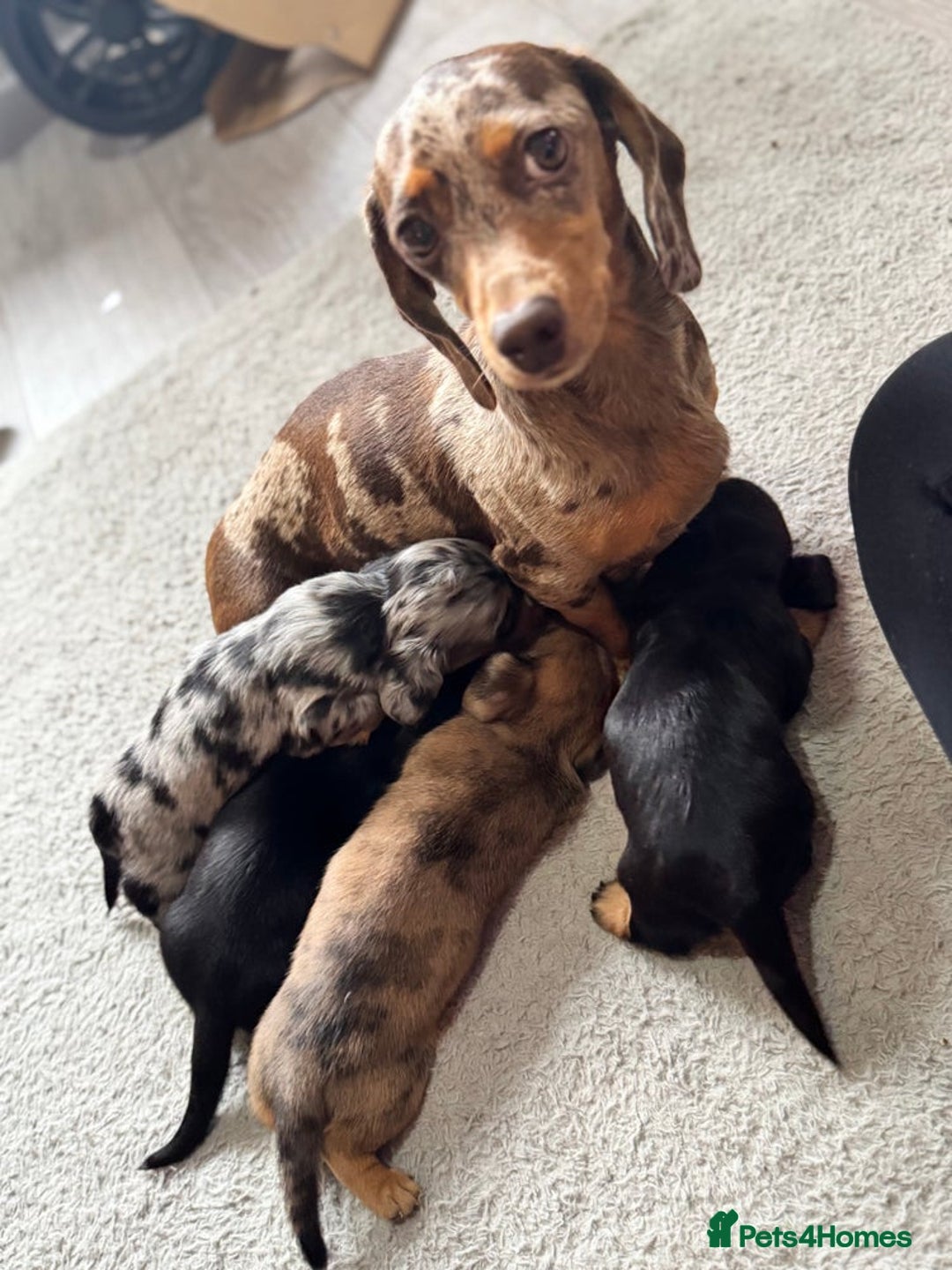 Miniature Dachshund dogs for sale: 4 Stunning Minuature Daschunds!!  - Image 2