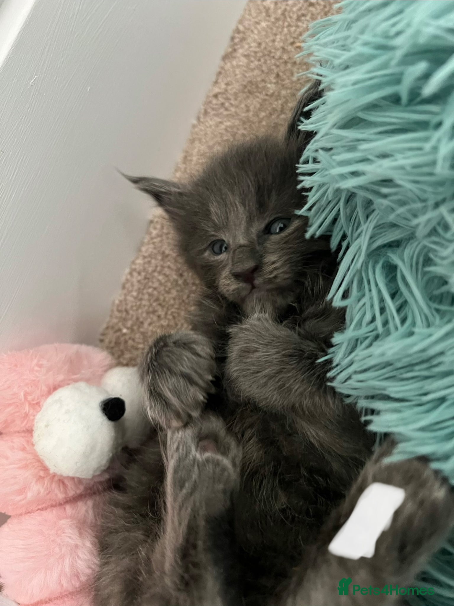 Maine Coon cats Stunning TICA Russian Maine Coon 1 left! - Advert 5