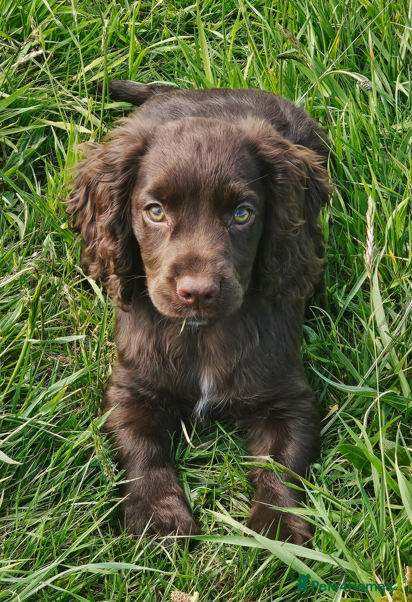 Cocker Spaniel dogs Last female Pup KC reg WCS - Advert 19