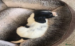 Cocker Spaniel dogs for sale: Cocker spaniel puppies  - Image 14