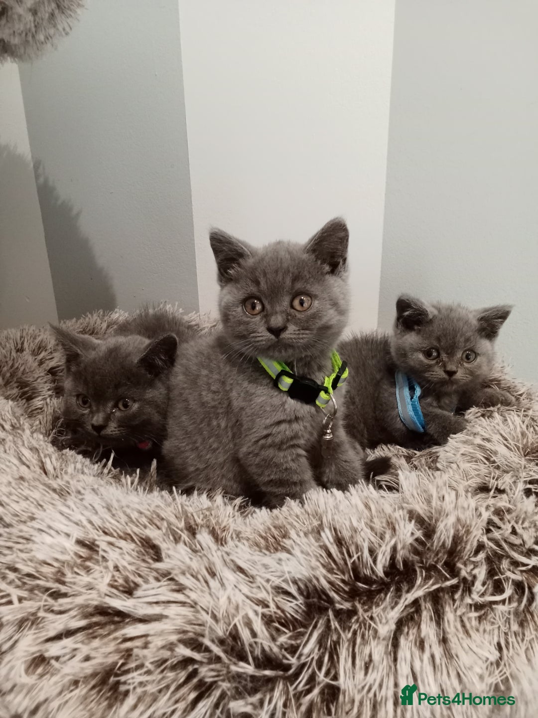 Brazilian Shorthair cats for sale: Beautiful blues Bristh short hair - Image 33