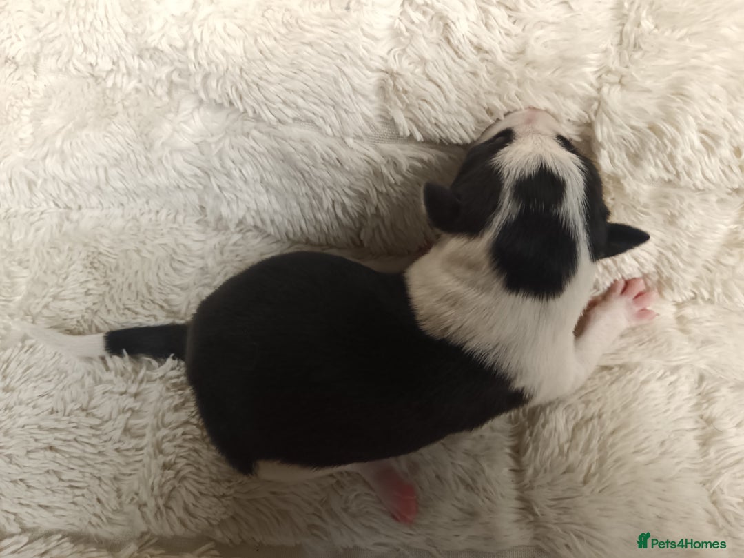 Border Collie dogs for sale: Border collie puppies B/W  - Advert 13