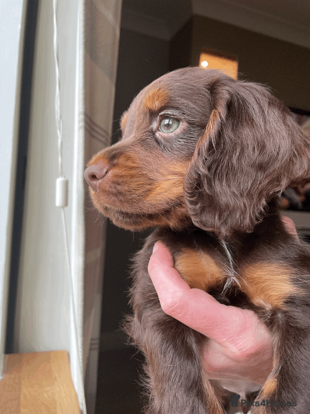 Cocker Spaniel dogs for sale: Cocker Spaniel Pups Outstanding Pedigree Lines! - Advert 30