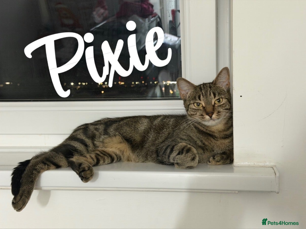 Domestic Shorthair cats  Pixie & Shadow Bonded Sisters - Advert 1