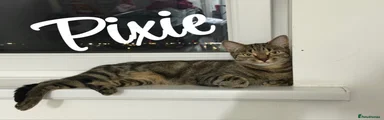 Pixie