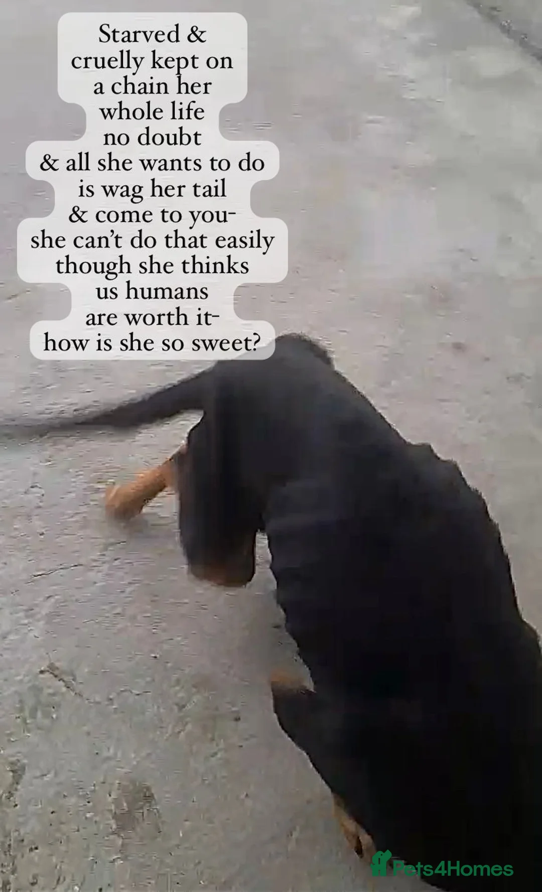 Mixed Breed dogs for adoption: Hope, 10 years approx. Available for adoption. - Advert 4