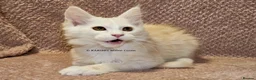 Maine Coon cats for sale: ACTIVE TICA Registered Shaded & Shaded lines - Advert 28