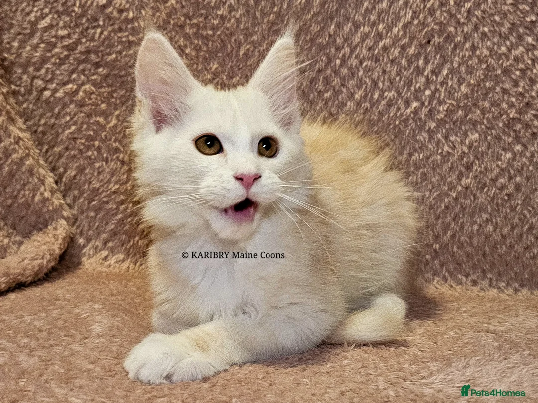 Maine Coon cats for sale: ACTIVE TICA Registered Shaded & Shaded lines - Advert 28