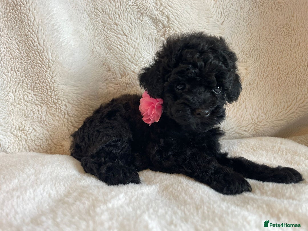 Toy Poodle dogs for sale: Tiny, champion bloodlines best pet homes only  - Image 4