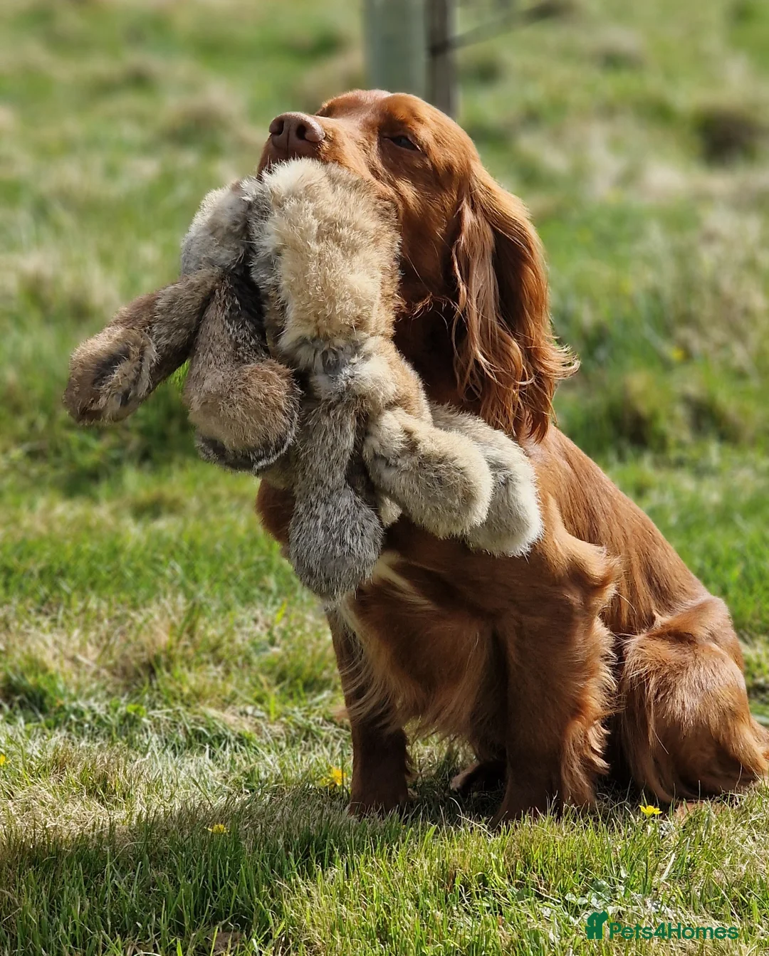 Cocker Spaniel dogs for stud: OFTW Breckmarsh Hugh Cocker Spaniel Stud - Red  in Kidderminster - Advert 2