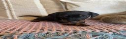 Miniature Dachshund dogs for sale: Miniature dachshunds for sale in Witney - Advert 16