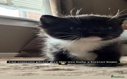 Mixed Breed cats for sale: Beautiful mixed breed kittens  - Image 6