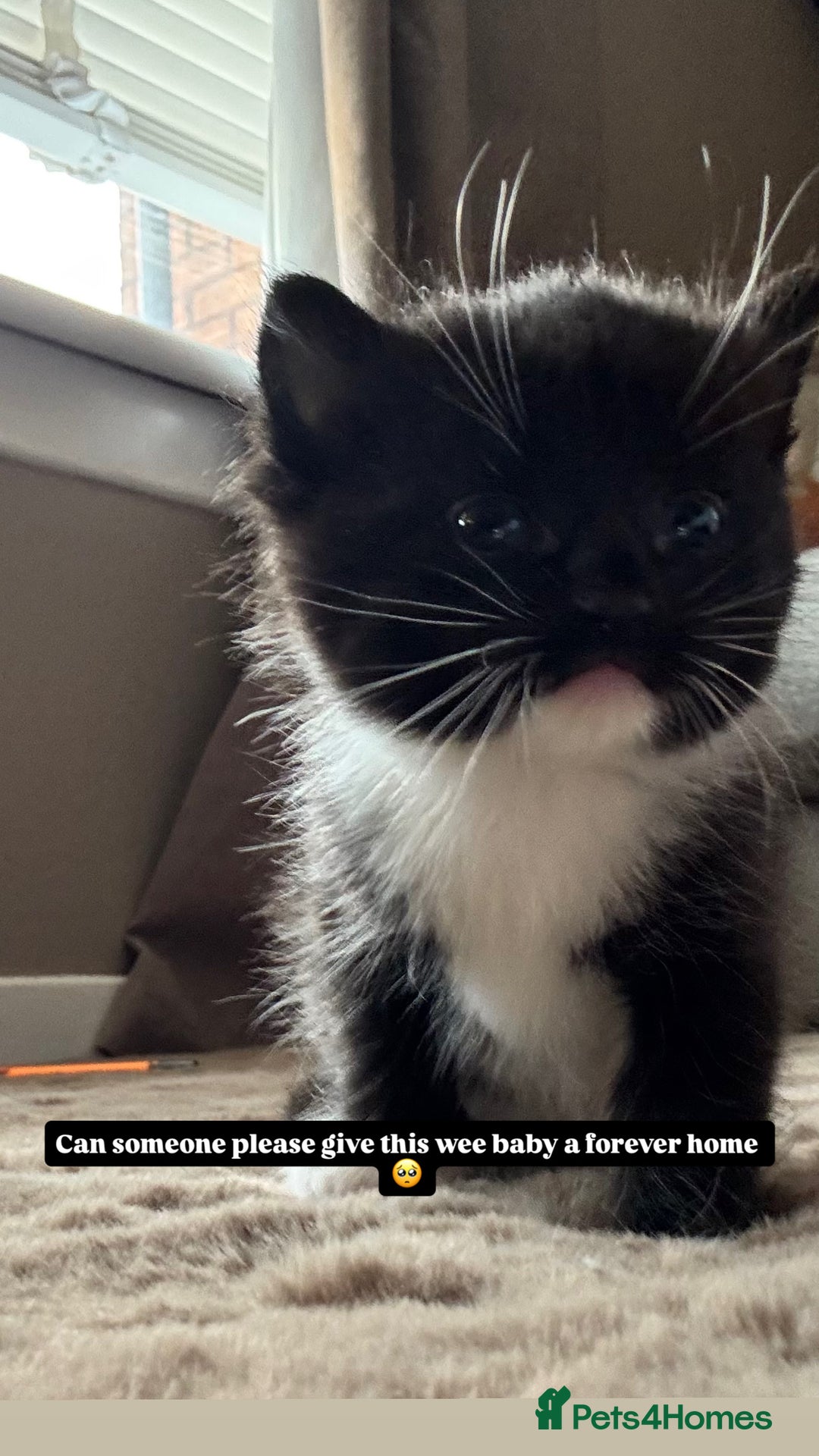 Mixed Breed cats for sale: Beautiful mixed breed kittens  - Image 6