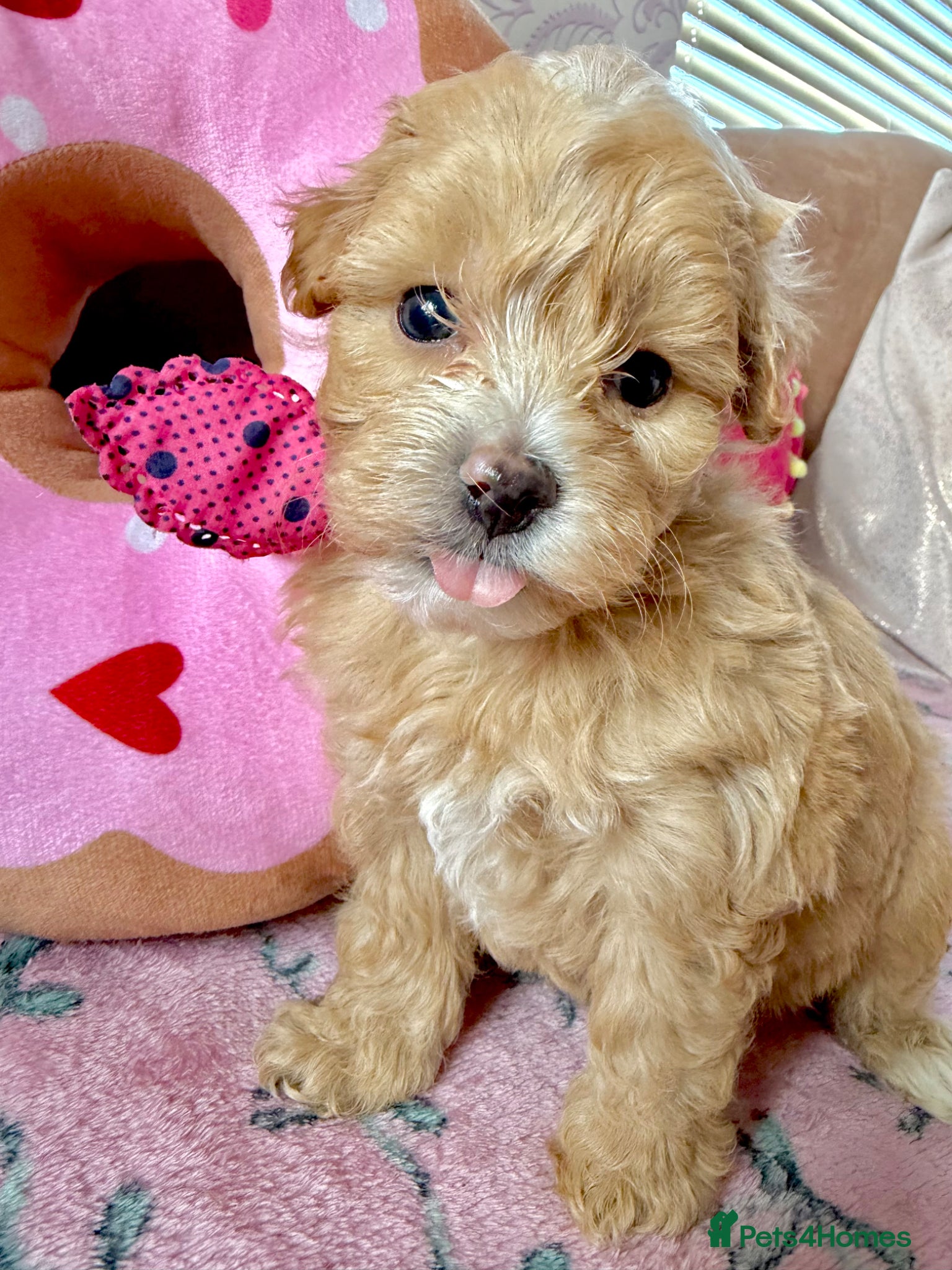 Maltipoo dogs ✨ Tiny Toy F1 Maltipoo pups ready soon ✨  - Advert 2