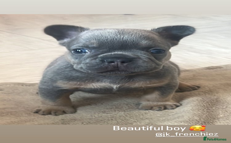 French Bulldog dogs - Advert 3