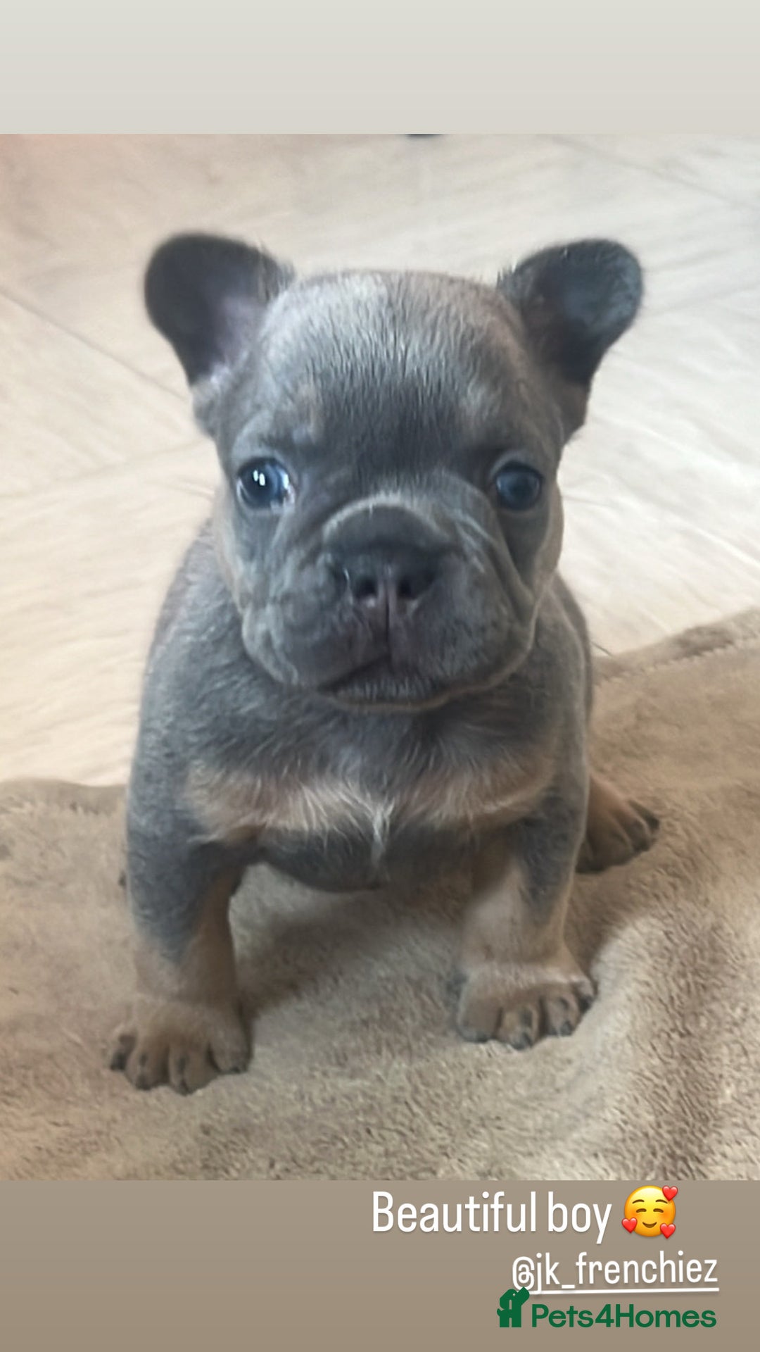 French Bulldog dogs for sale: Beautiful frenchbulldog puppies  - Image 1