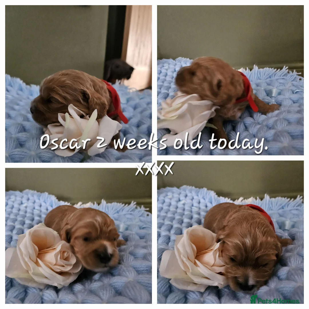 Toy Poodle dogs for stud:  stud toy poodle, KC reg and DNA tested and clear in Gloucester - Advert 36