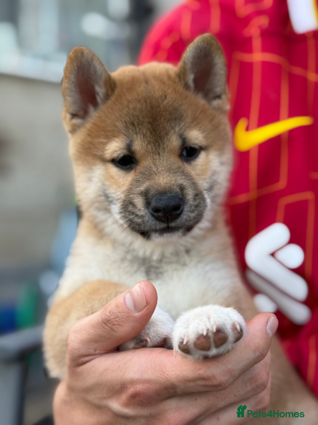 Japanese Shiba Inu dogs for sale: 🧡🦊Stunning KC Shiba Inu female ready now!🧡🦊 - Image 6