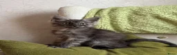 Maine Coon cats for sale: Maine coon kittens - Advert 6